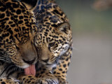 Jaguar with Cub