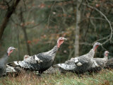 Flock of Wild Turkeys