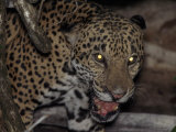 Jaguar Snarls at the Camera Shortly before Being Shot with a Tranquilizer Dart