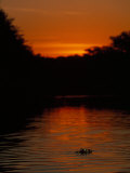 In the Twilight Hours Caiman Crosses a River