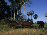 Three Peccaries Roam Stick Tight Together While Roaming About