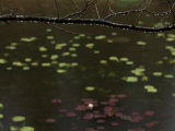 Rain Drops on a Tree Branch Hanging over a Pond with Water Lilies