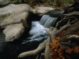 Autumn Scene of a Forest Creek Rushing over Rocks