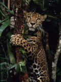 Jaguar Named Boo Climbs a Tree at the Belize Zoo