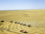 Combines in a Row Harvest Expansive Field of Golden Wheat
