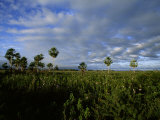 Landscape Picture in an Area of Brazil Where Jaguars Frequent