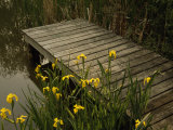 Yellow Irises Blooming by a Small Deck in a Calm Pond