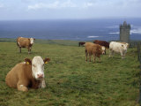 Cattle in a Field Near Restored 14th Century Donnagore Castle
