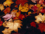 Red Maple Tree Leaves and Others Floating in Price Lake