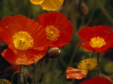 Iceland Poppies  "Champagne Bubblemix " in Bloom