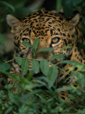 Jauguar Hides Behind a Bush