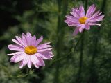 Pair of Delicate Pink Daisies
