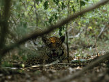Jaguar Lies in the Shade of Jungle Growth