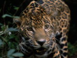 Jaguar Named Boo Gets Up Close to a Camera at the Belize Zoo