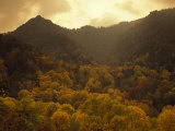 Trees in Autumn Hues Covering Ancient Mountain Ridges