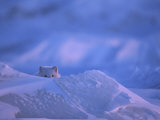 White Arctic Fox (Alopex Lagopus) Peeks over an Icebank