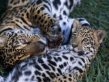 Jaguar with Cub