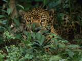 Jaguar Rests in a Patch of Weeds
