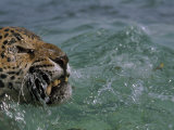 Jaguar Takes a Swim in the Blue Waters Off the Coast of Cancun  Mexico