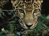 Jaguar Named Boo at the Belize Zoo Looks into the Camera