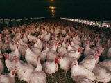 Free Range (Uncaged) Chickens in a Chicken House