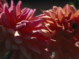 Close Up of Dahlia Flowers
