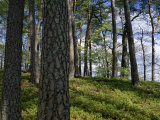 Stand of Pine Trees on a Hill
