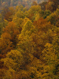 Scenic Mountain Forest in Rich Autumn Colors