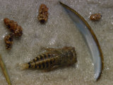 Close-up of a Sanddragon Nymph