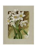 Victorian Floral