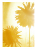 Flowers with Sun Shining Through