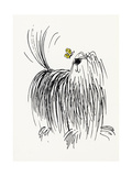 Shaggy Dog with Butterfly