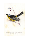 Vintage Bird