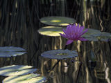 Lotus Water Lily Pads and Bloom in Calm Water
