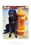 Lab's Best Friend