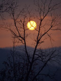 Sunrise over Mountains Viewed Through an Oak Forest