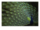 Peacock with Feathers