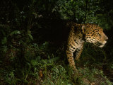 Jaguar on the Prowl