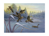 Geese on Winter Lake