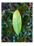 Leaf on Ground with Ivy