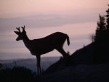 Silhouetted Deer at Twilight on Hurricane Ridge