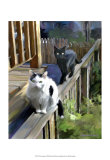 Cats Fencing