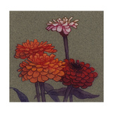 Zinnia Flower