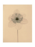Daffodil in Black and White
