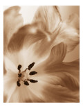 Tulip Close Up
