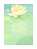 White Water Lily