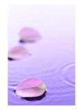 Pink Petals Floating in Water