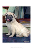 Baby Pug