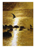 Seagull Flying over Water