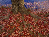 Red Maple Tree Leaves Litter the Ground at the Base of the Tree
